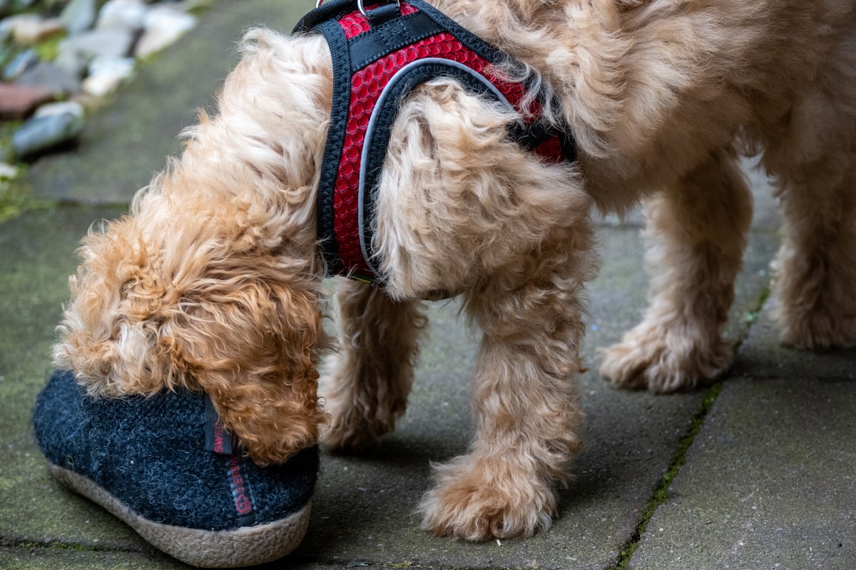 A dog wearing a harness outdoors showing its paws