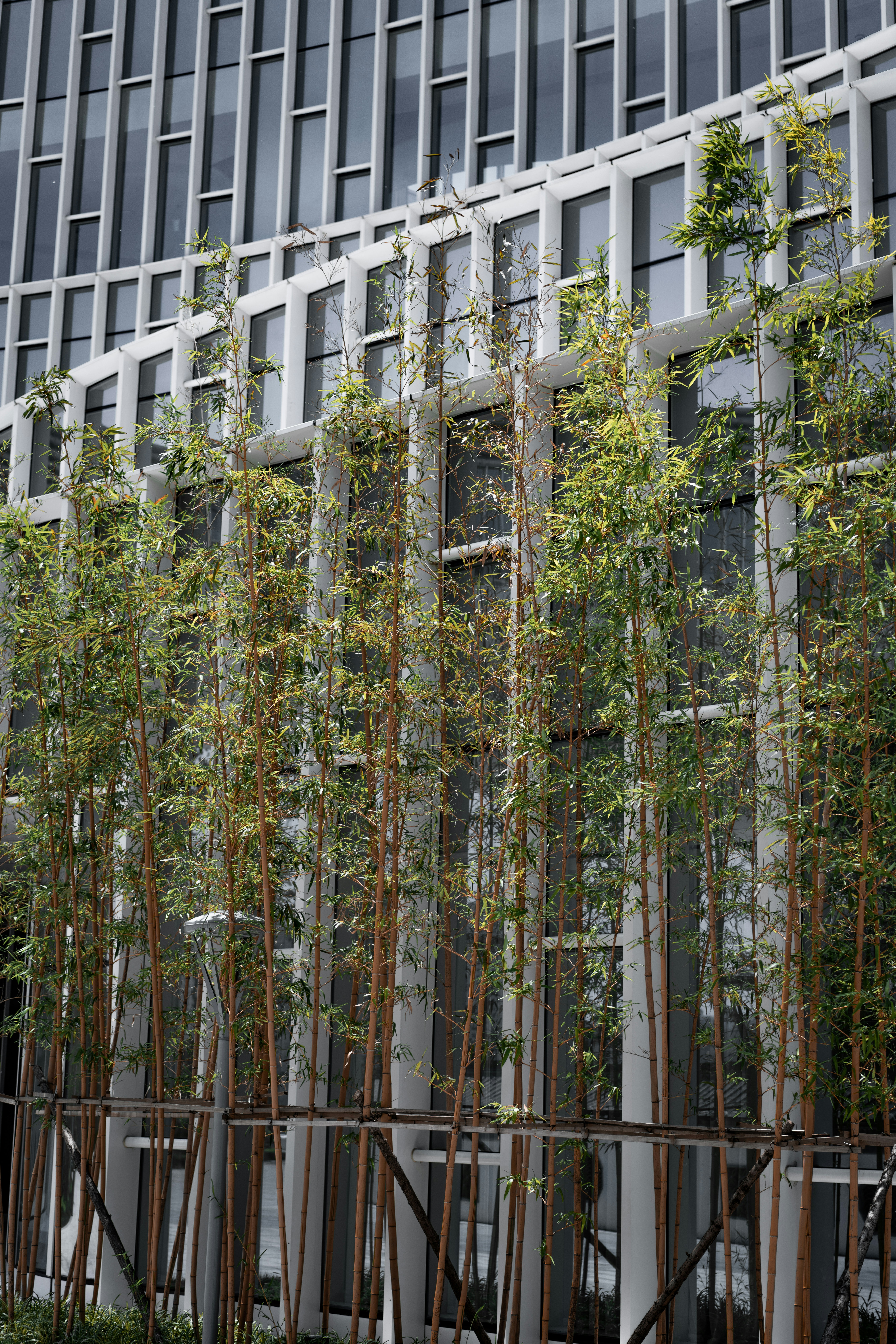 green trees near white building