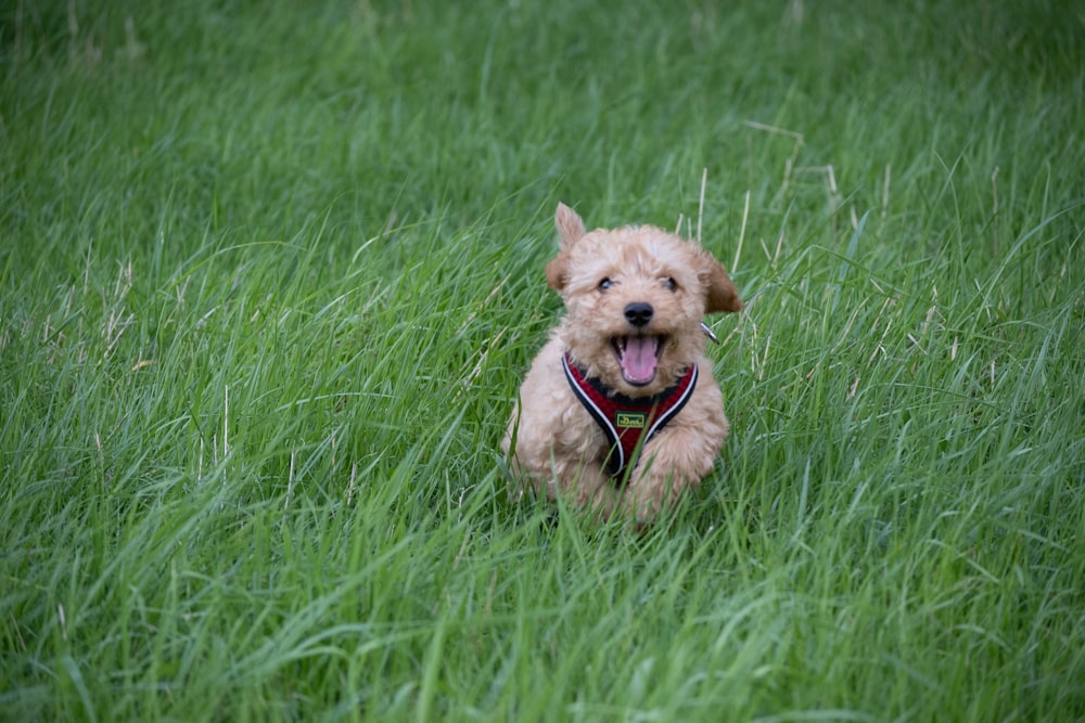 Brauner langhaariger kleiner Hund, der tagsüber auf grünem Grasfeld läuft