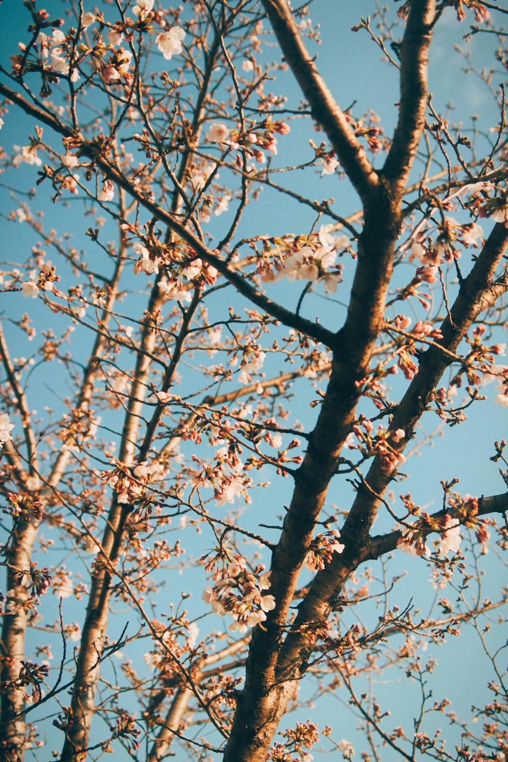 brown tree branch during daytime