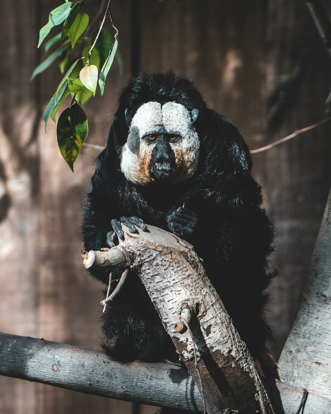 black and white monkey on brown tree branch during daytime