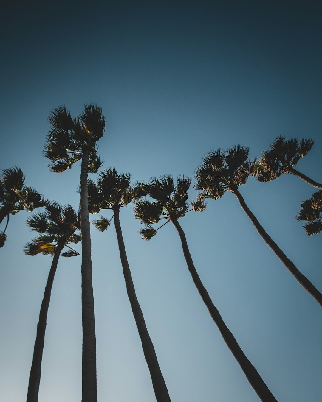 green palm trees under blue sky during daytime