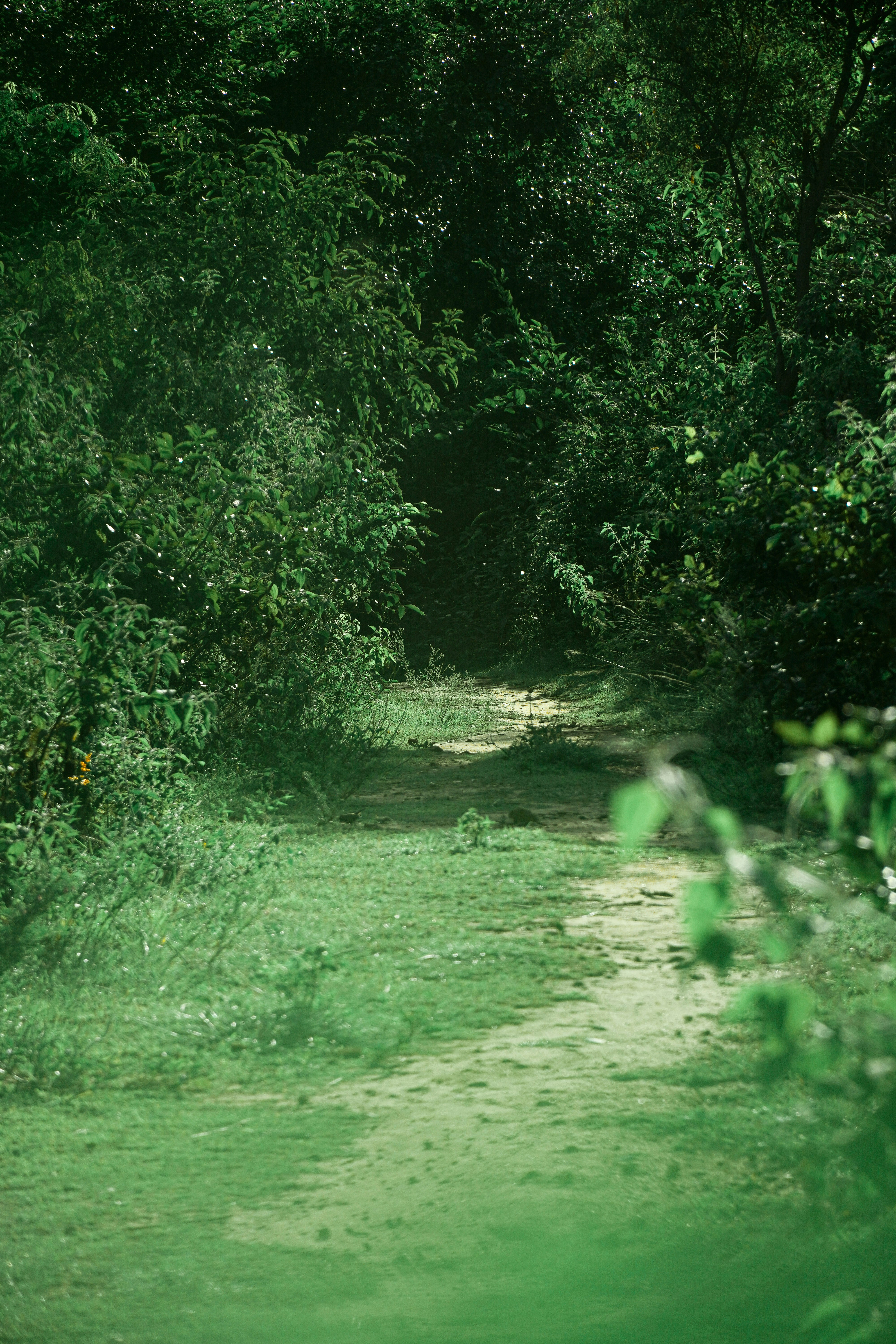 Photo by ashok_bravo