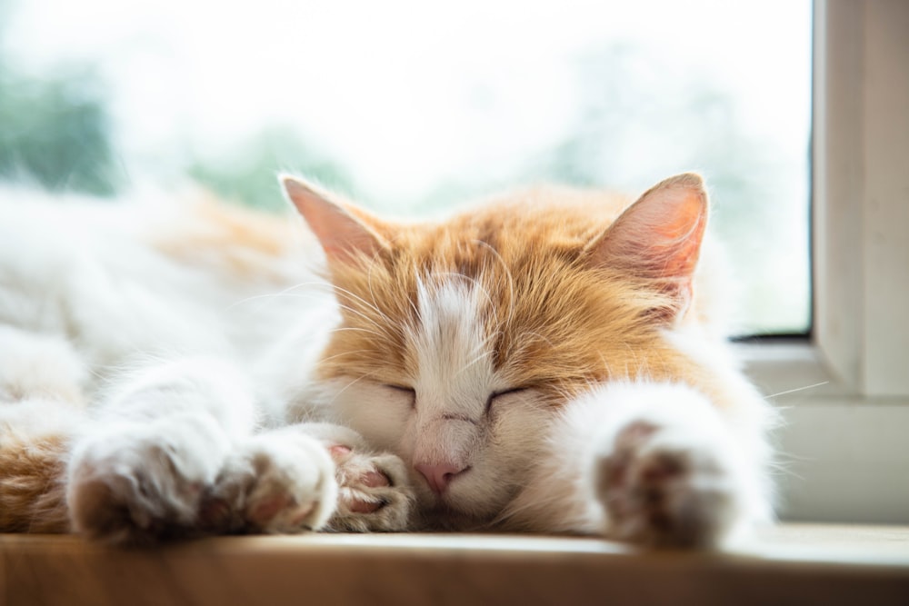 흰색 표면에 누워 있는 주황색과 흰색 얼룩무늬 고양이