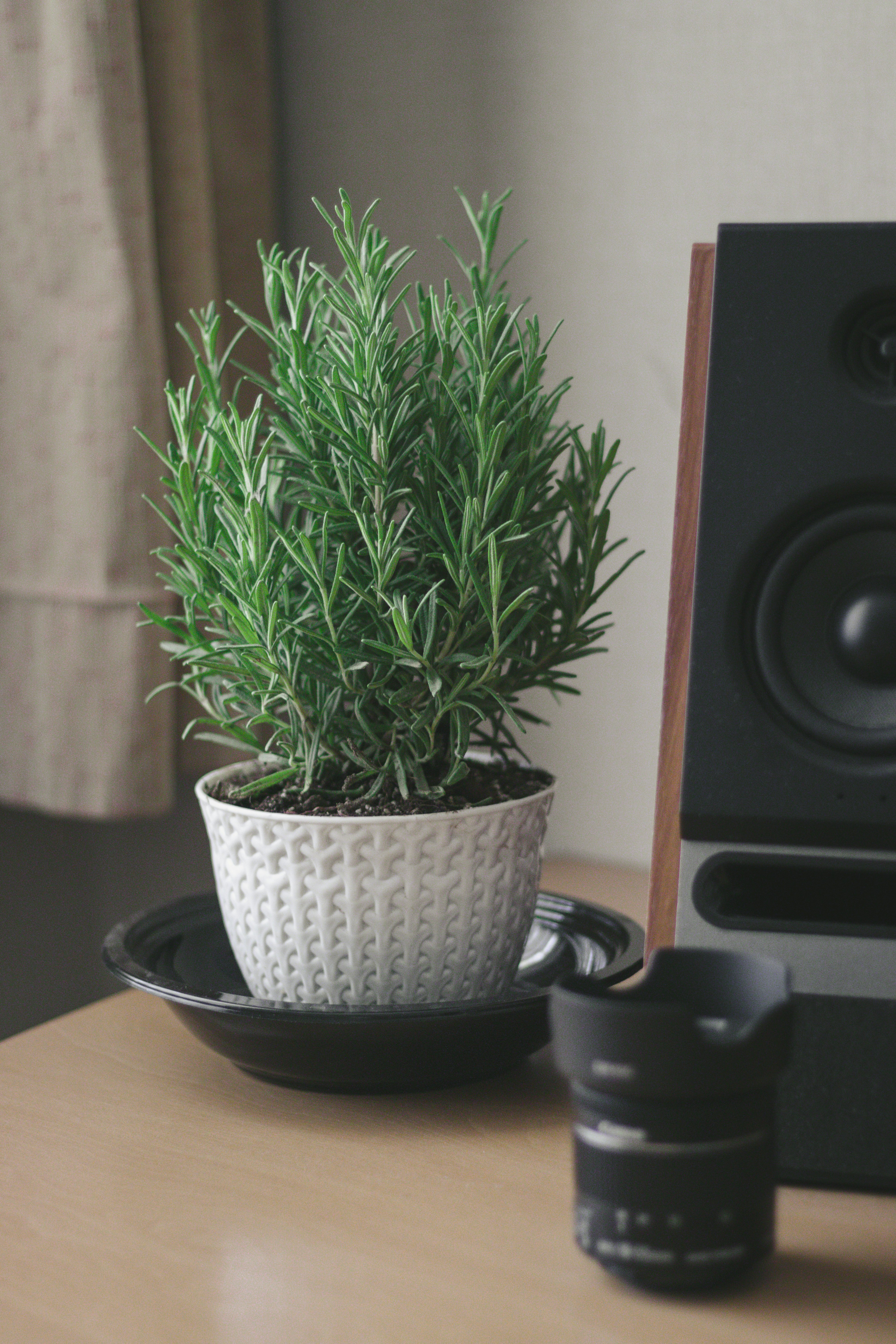 green plant on white ceramic pot