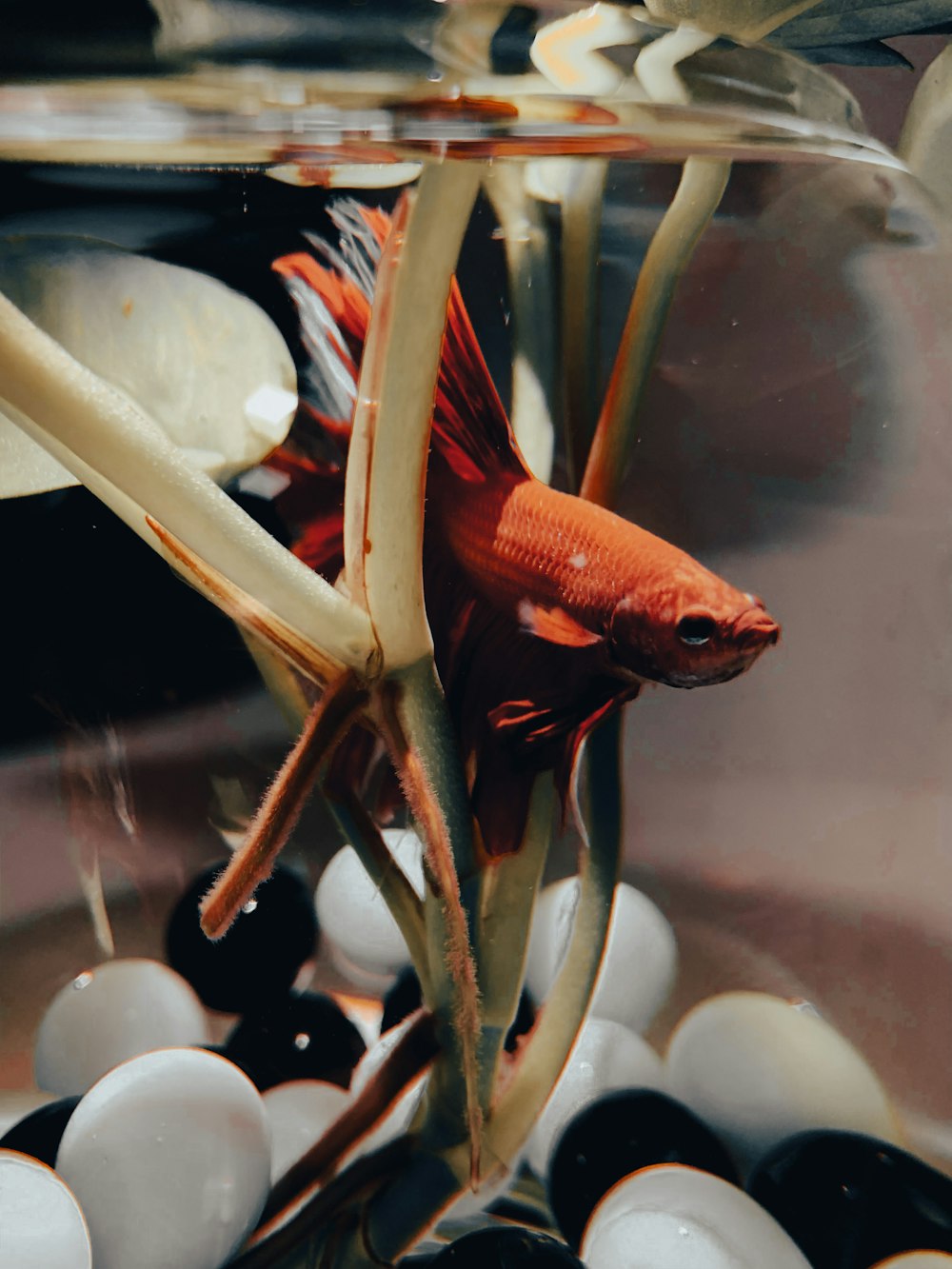 red and white fish in water