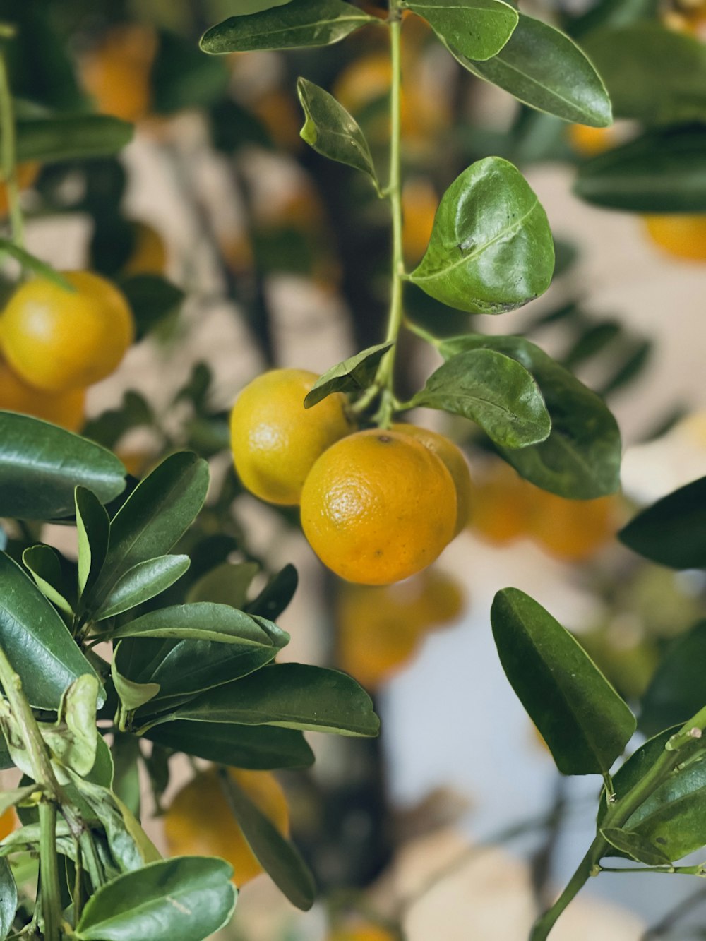 orange fruits on green leaves