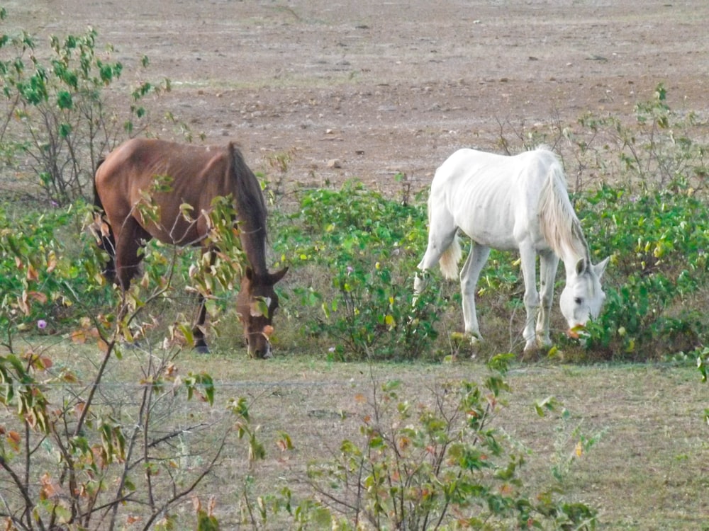 white and brown horse eating grass