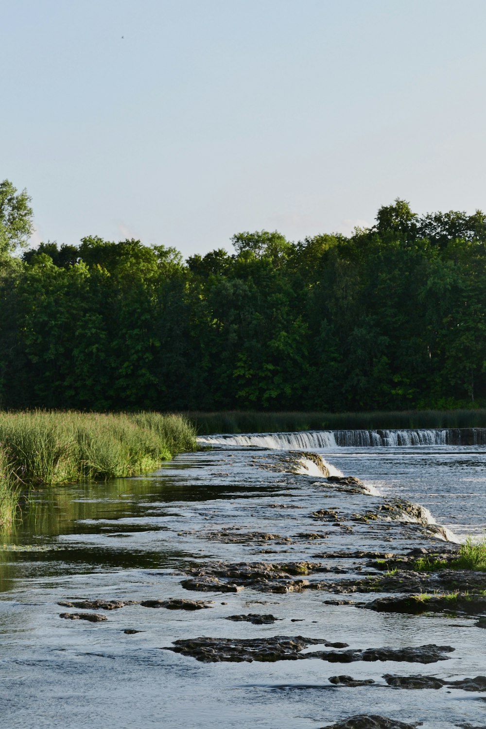 Grüne Bäume am Fluss während des Tages