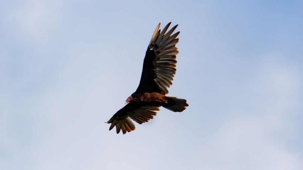 black and white bird flying