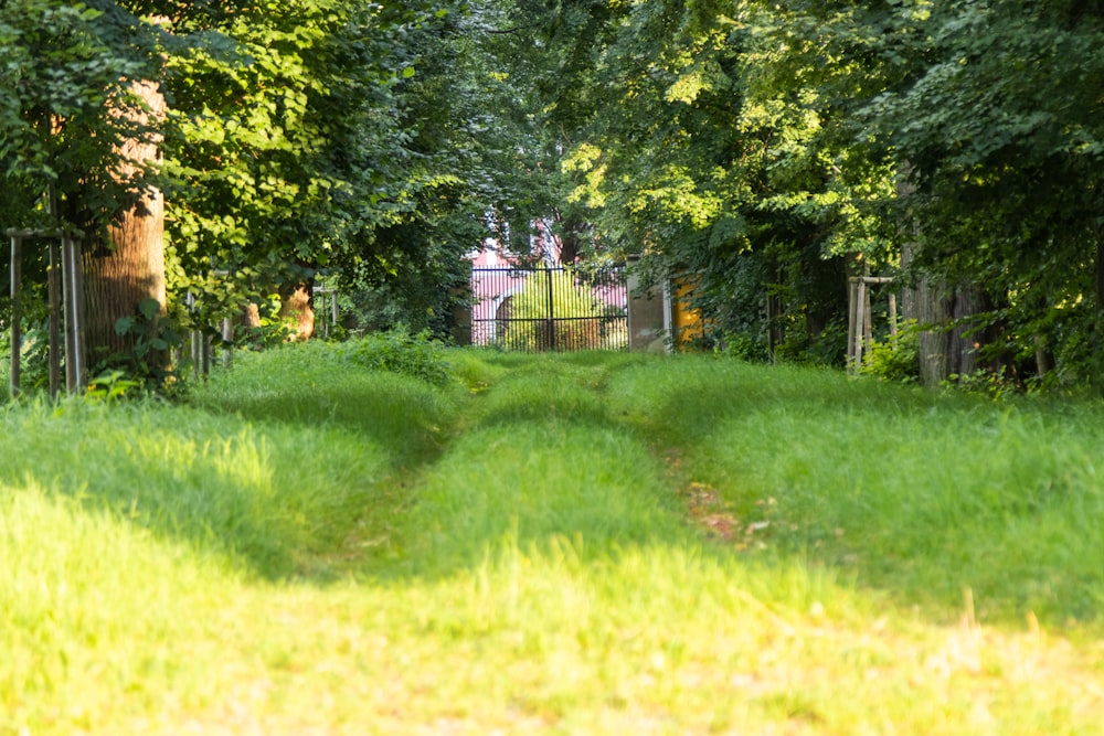 green grass field with green trees