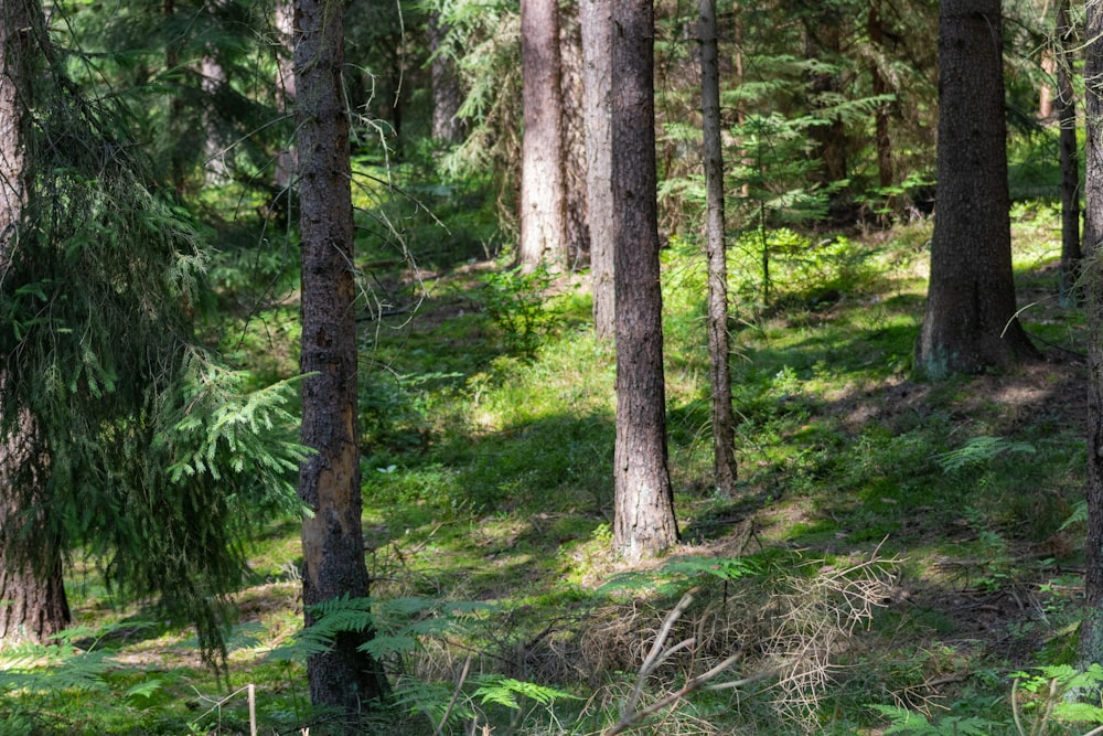 green trees on forest during daytime