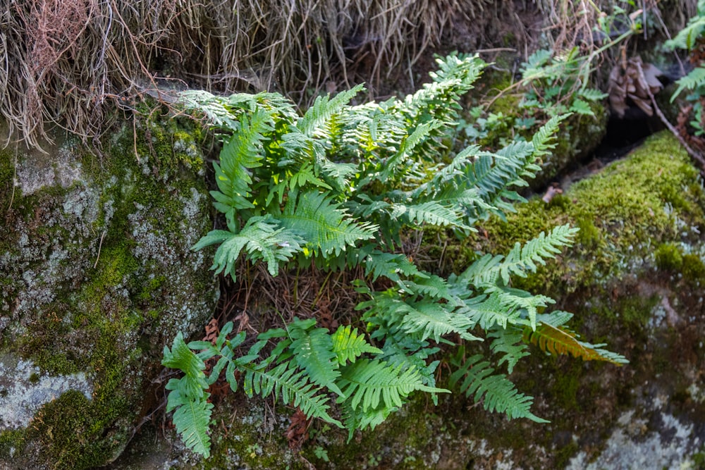 green fern plant during daytime