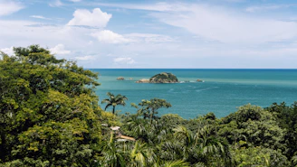 green trees near blue sea under blue sky during daytime
