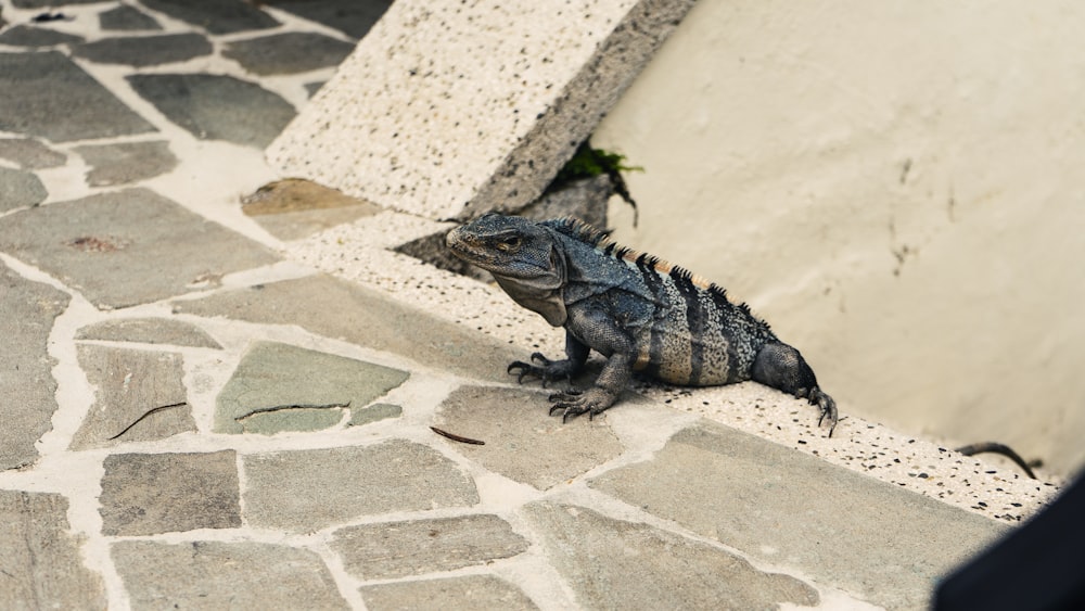 brown and black bearded dragon on white concrete floor