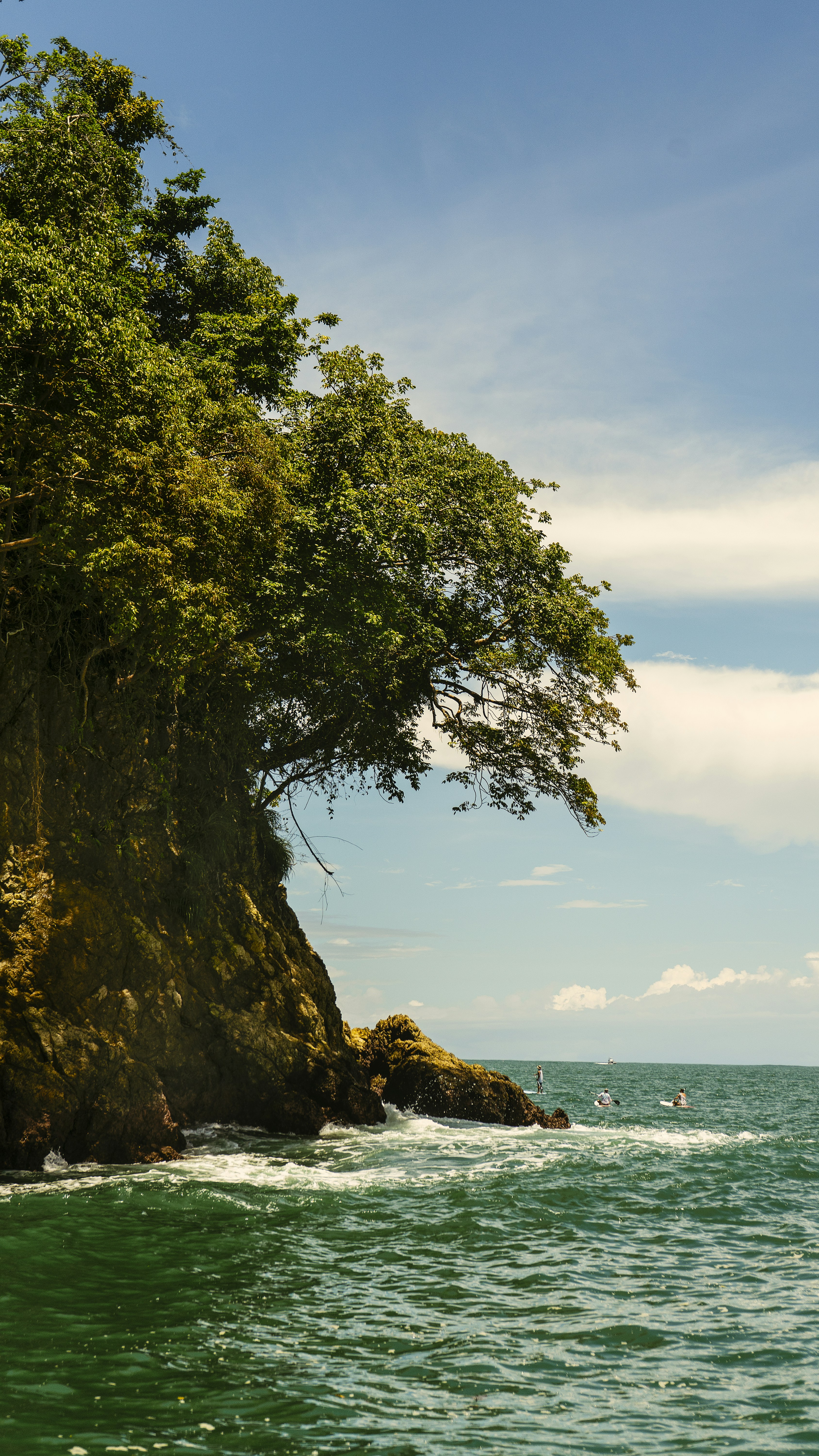 green tree on brown rock formation near body of water during daytime