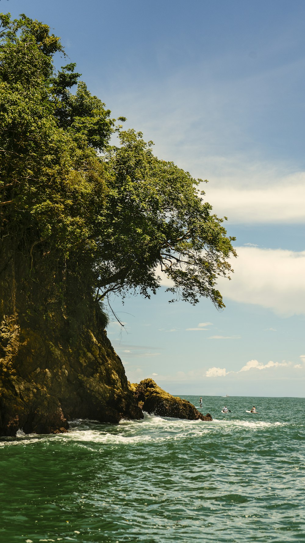 green tree on brown rock formation near body of water during daytime