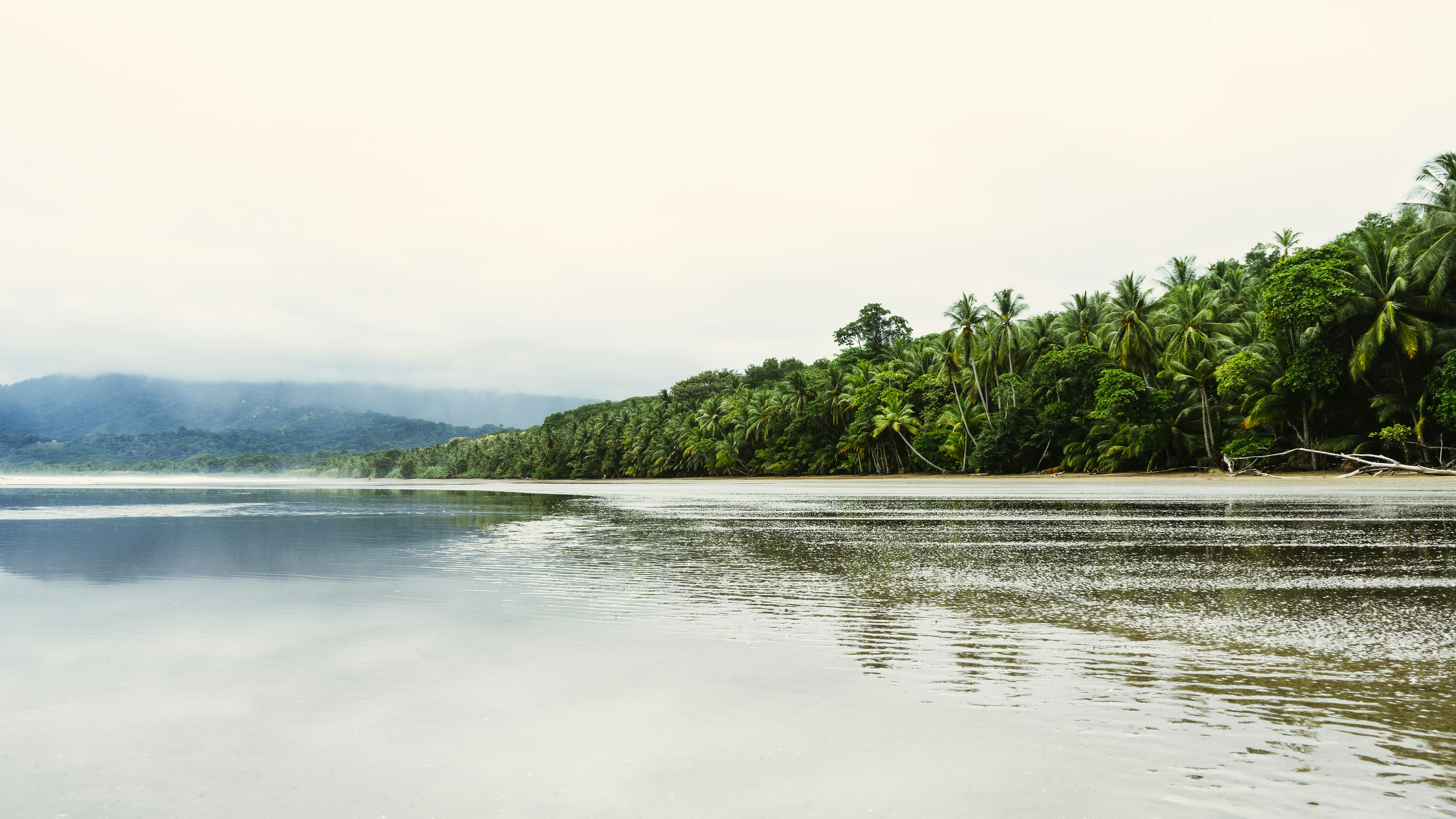 green trees near body of water during daytime, 