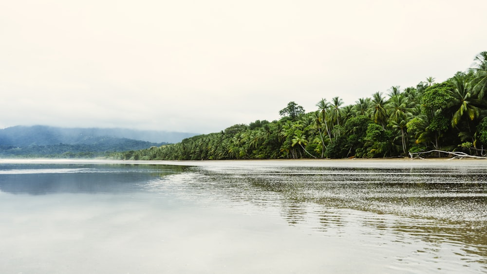 green trees near body of water during daytime