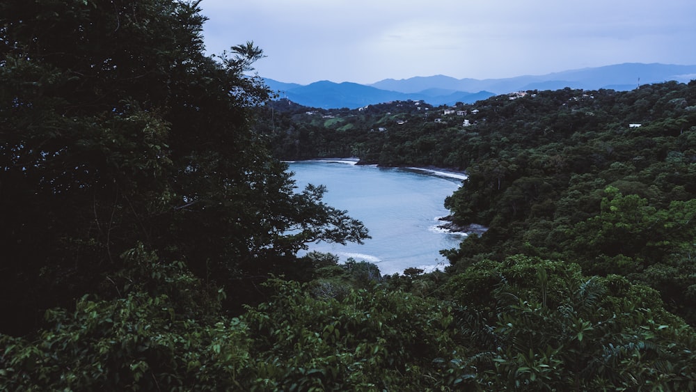 green trees near body of water during daytime