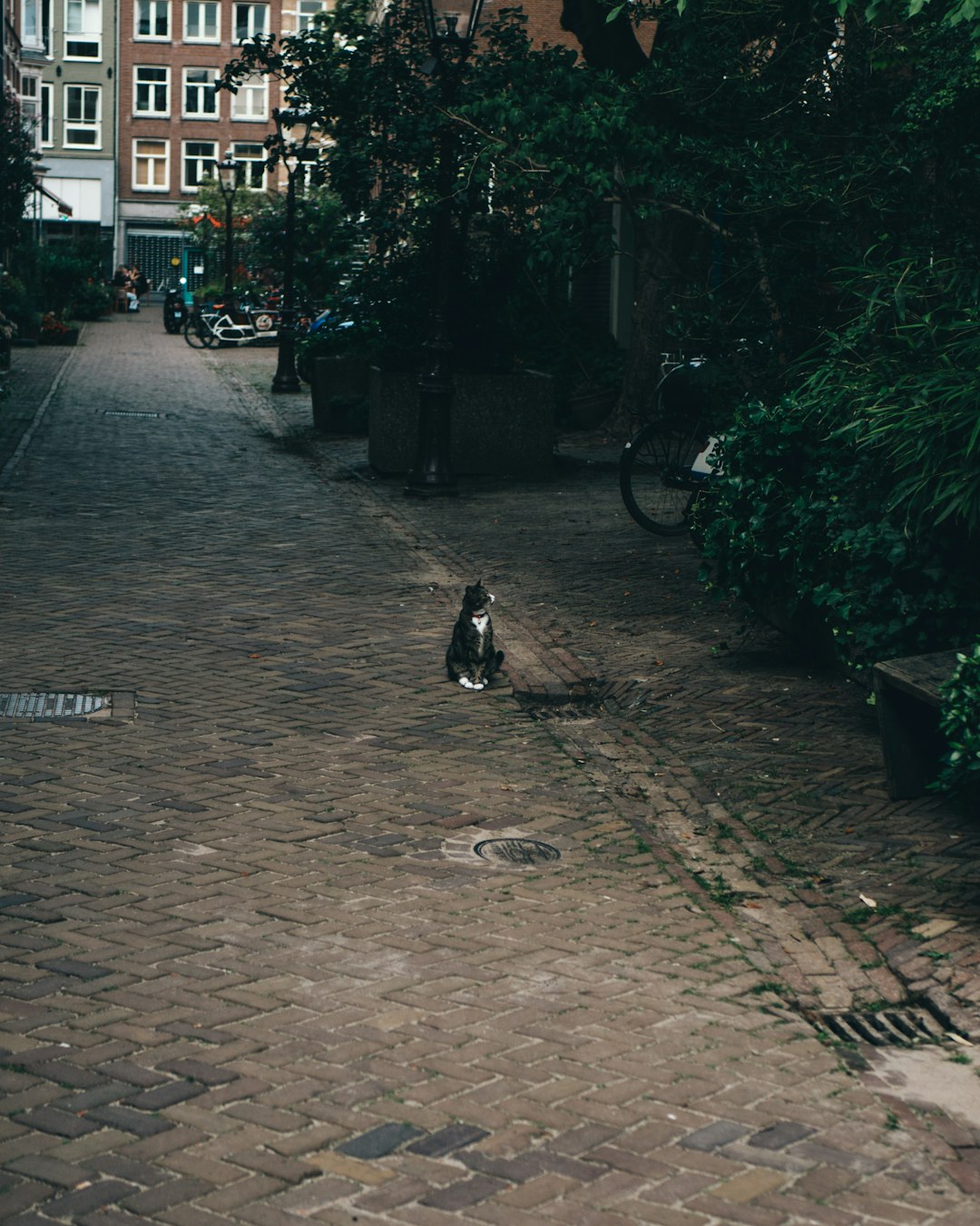 black and white short coated medium sized dog on gray concrete pavement