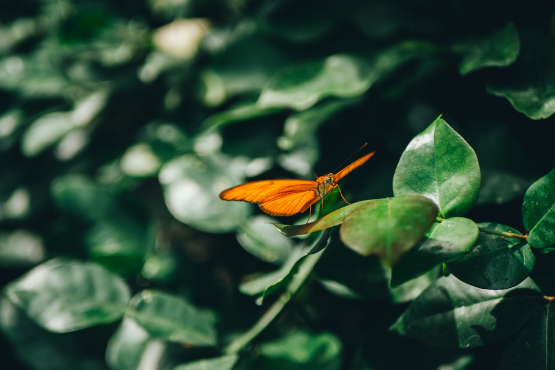 orange butterfly perched on green leaf in close up photography during daytime