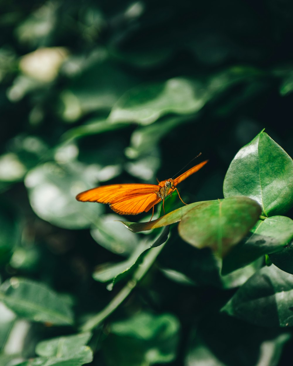 orange butterfly perched on green leaf in close up photography during daytime