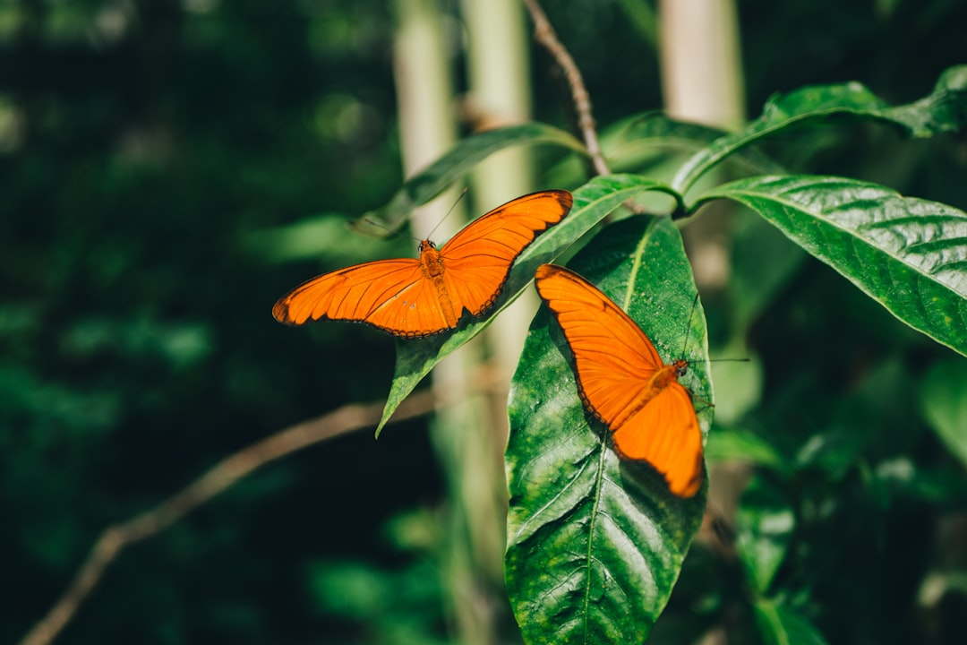 orange butterfly perched on green leaf in close up photography during daytime