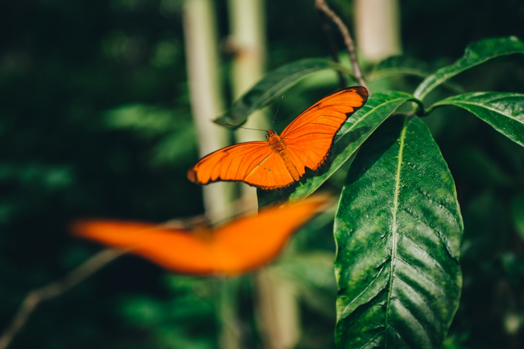 orange butterfly perched on green leaf in close up photography during daytime