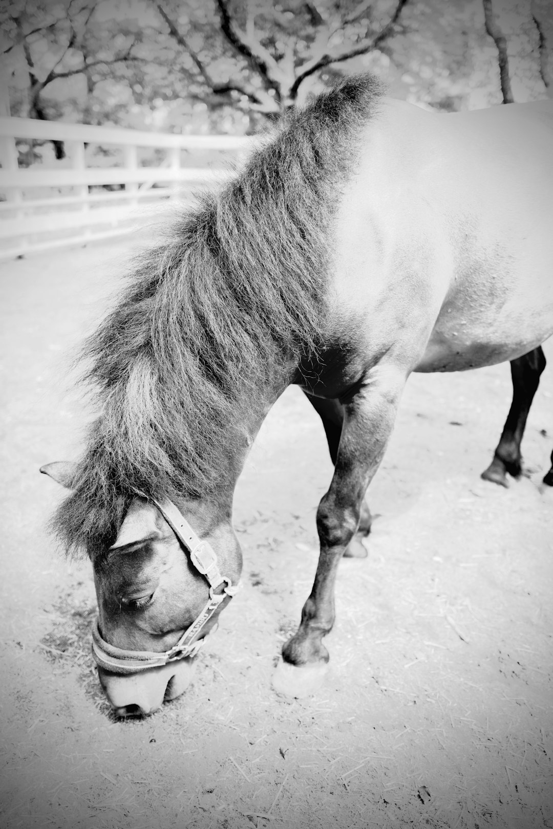 grayscale photo of horse with leash