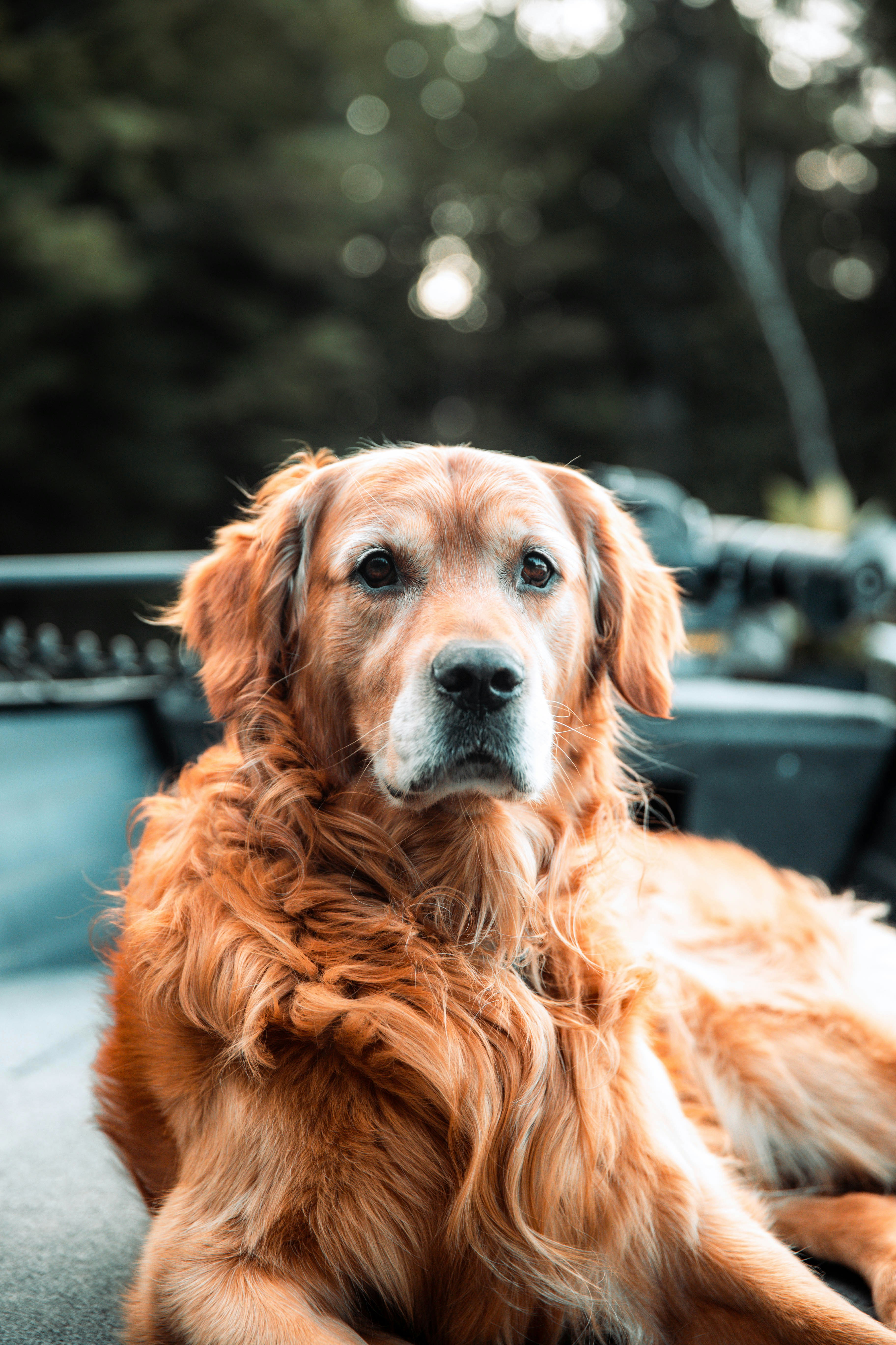 golden retriever sdraiato a terra durante il giorno photo Photo