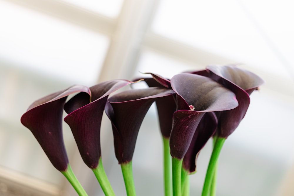 green and black flower bud