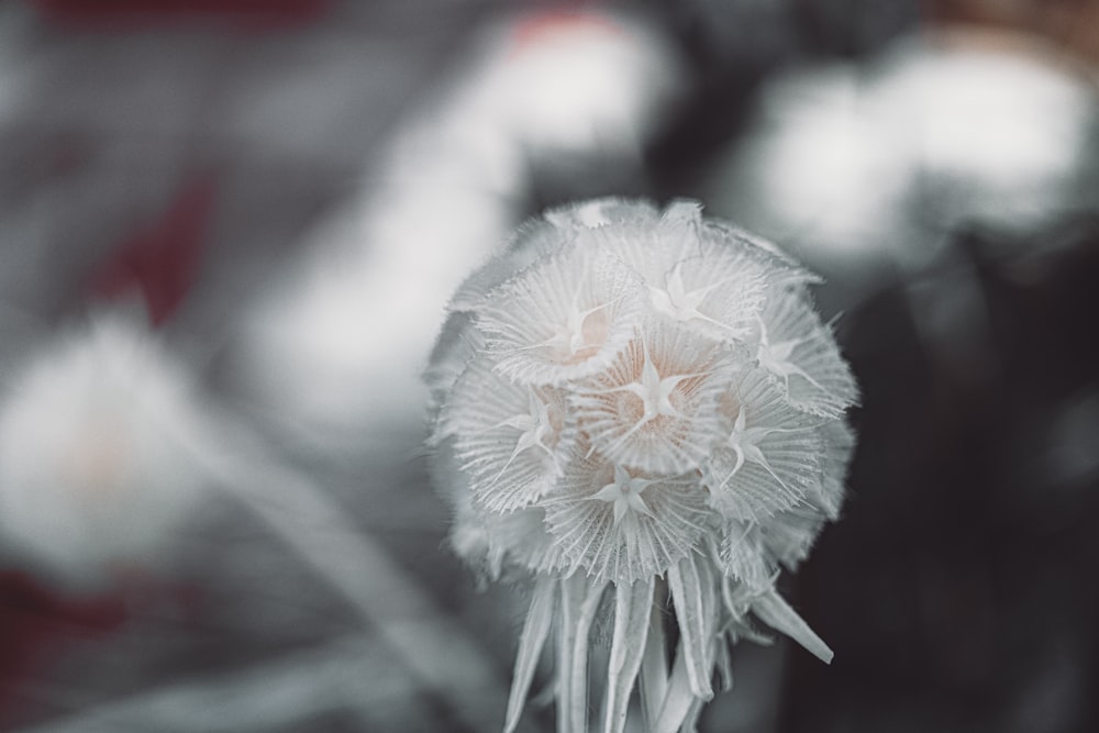 white dandelion in close up photography