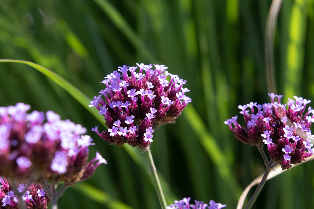 purple flower in tilt shift lens