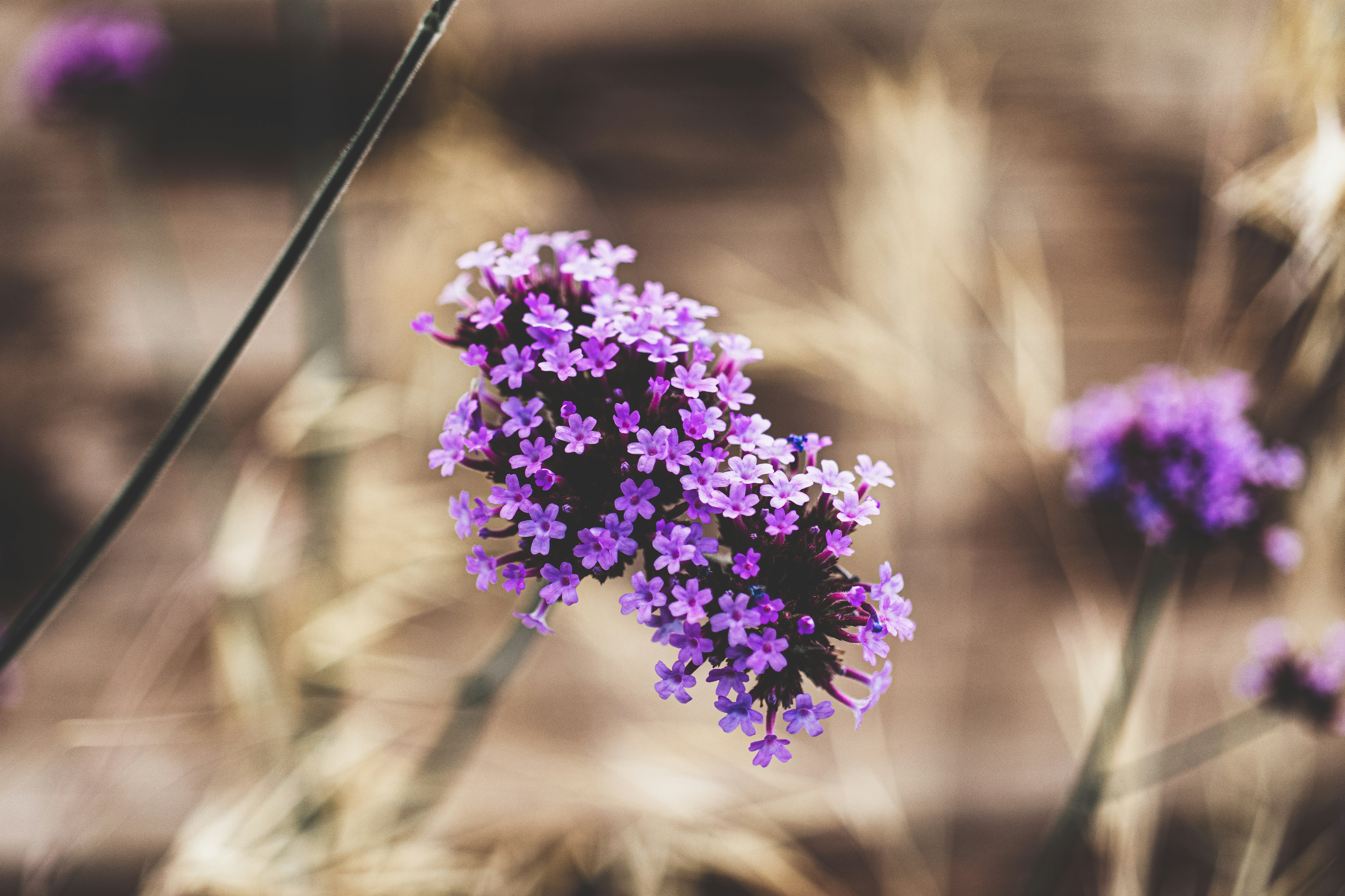 Violet verbenas in the flower exhibition at Landesgartenschau Ingolstadt 2020/ 2021.