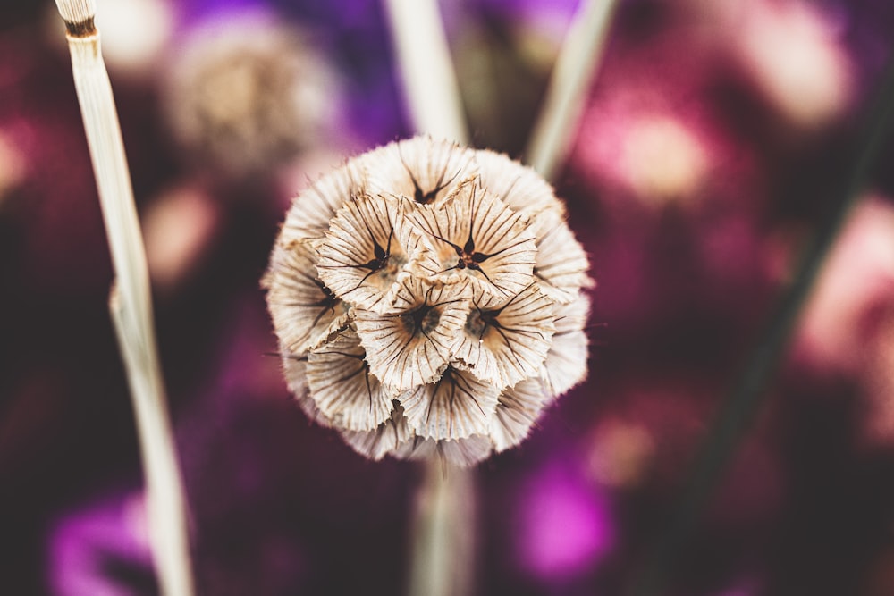 white flower in tilt shift lens