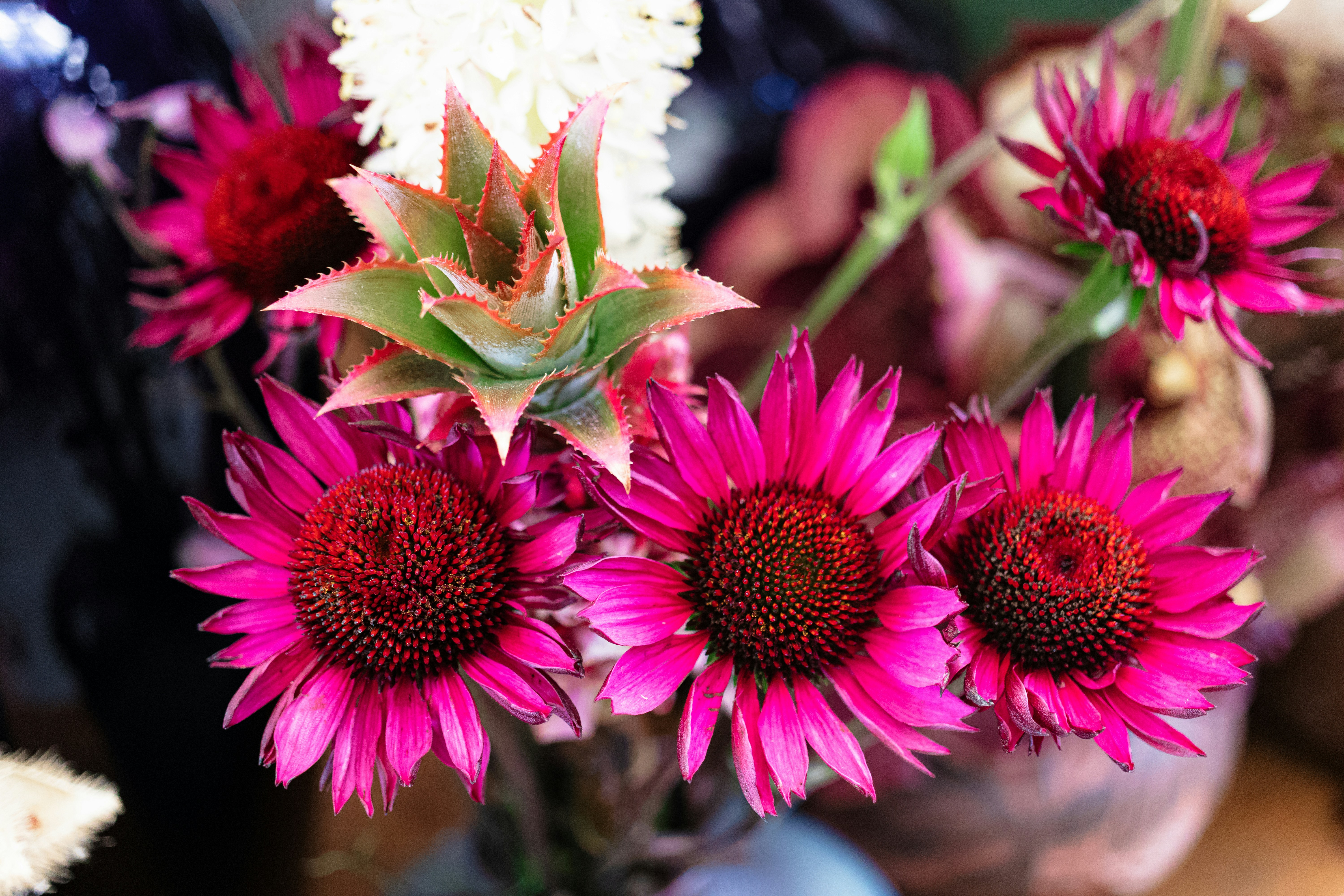 A bouquet of pink/ purple coneflower (Echinacea) and baby-pineapple in the flower exhibition at Landesgartenschau Ingolstadt 2020/ 2021.