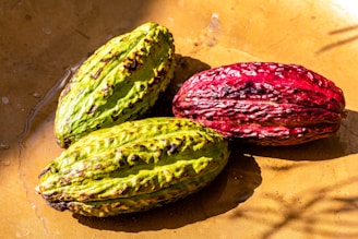 Three cacao pods rest on a surface illuminated by sunlight. The surface appears to be brown and slightly wet. Two of the pods are green with dark patches, while the third pod is red with a similar texture.