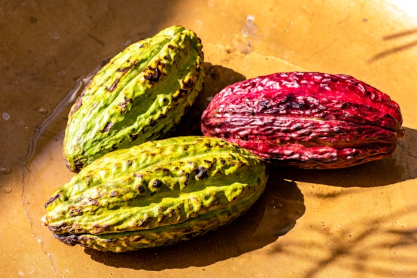 Three cacao pods rest on a surface illuminated by sunlight. The surface appears to be brown and slightly wet. Two of the pods are green with dark patches, while the third pod is red with a similar texture.