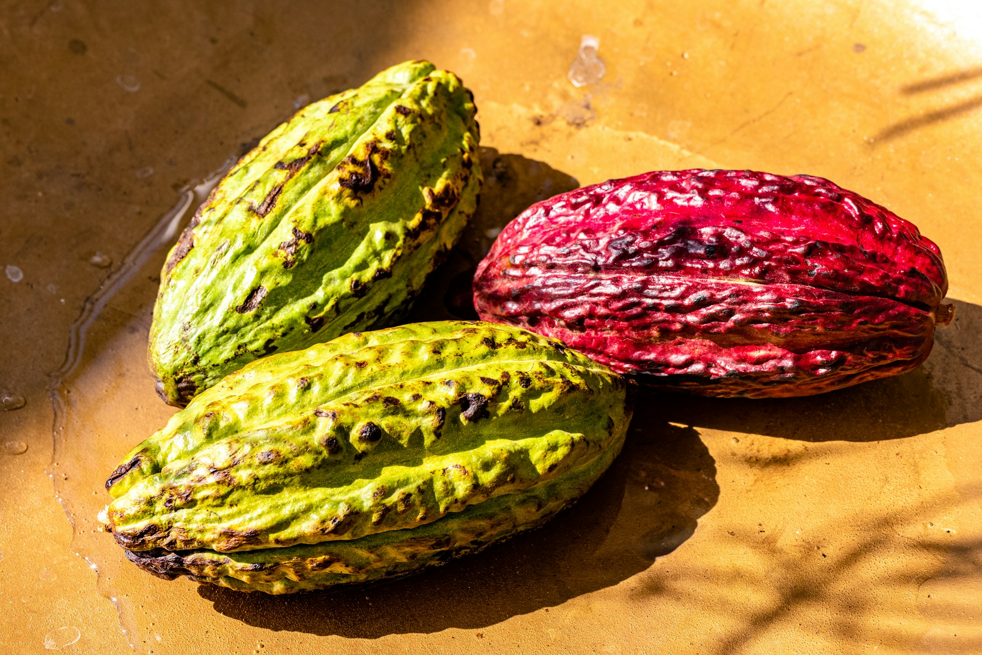 Three cacao pods rest on a surface illuminated by sunlight. The surface appears to be brown and slightly wet. Two of the pods are green with dark patches, while the third pod is red with a similar texture.