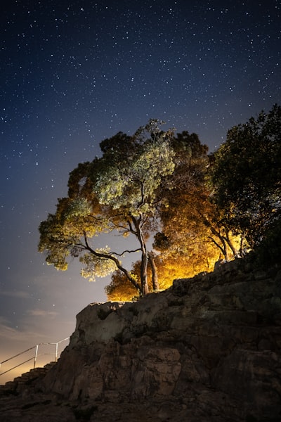 green trees on brown rocky mountain during night time