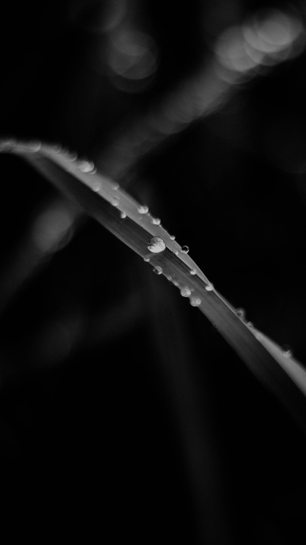 water droplets on leaf in grayscale photography