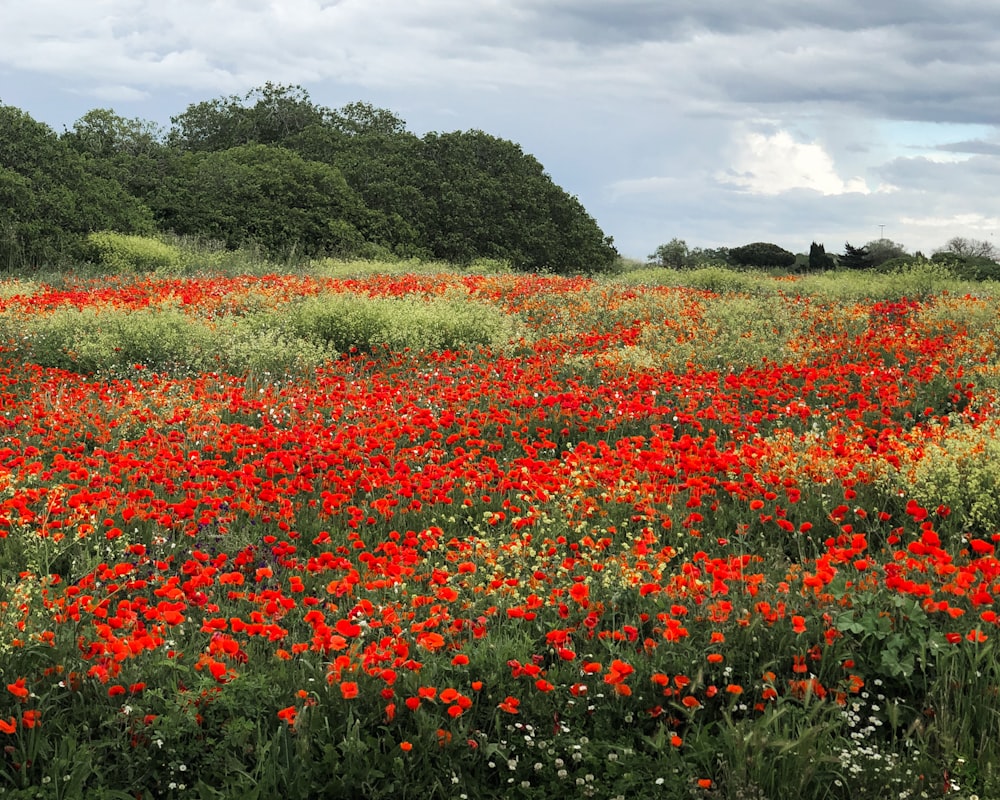 campo de flores vermelhas durante o dia