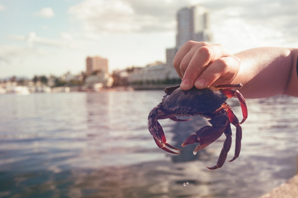 person holding blue crab during daytime