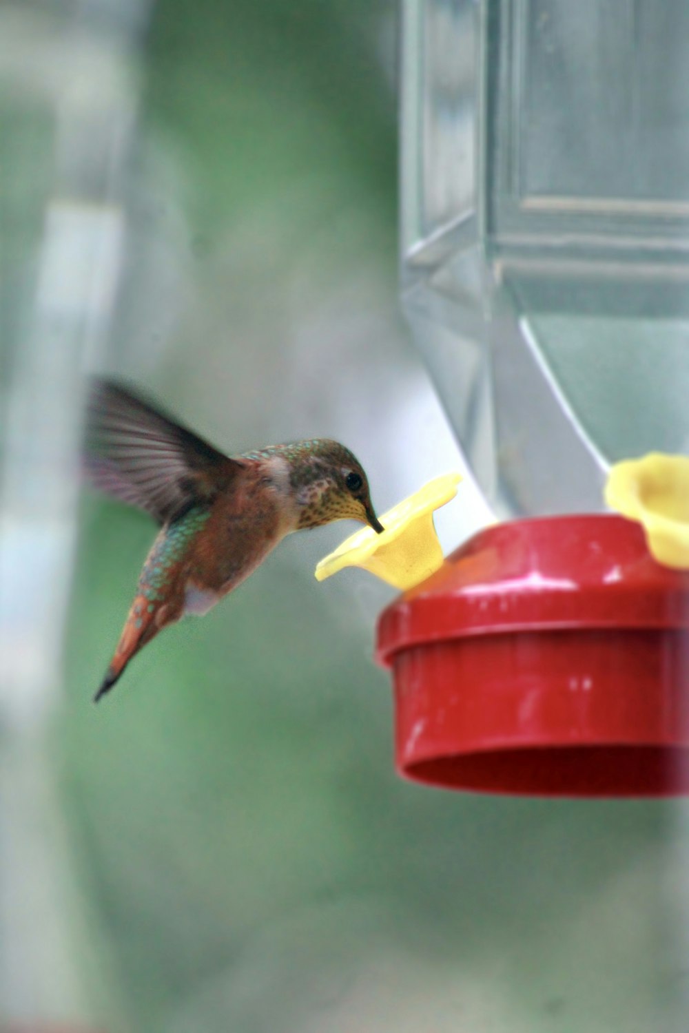 brown humming bird flying near yellow flower