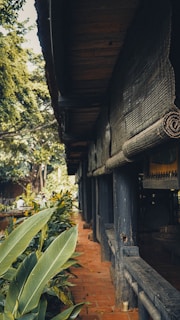 A traditional wooden building with rolled up bamboo blinds and a brick pathway surrounded by lush green foliage. The structure is shaded under large trees, creating a serene and natural atmosphere.