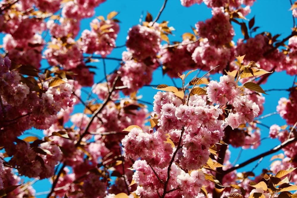 pink and white flower in close up photography