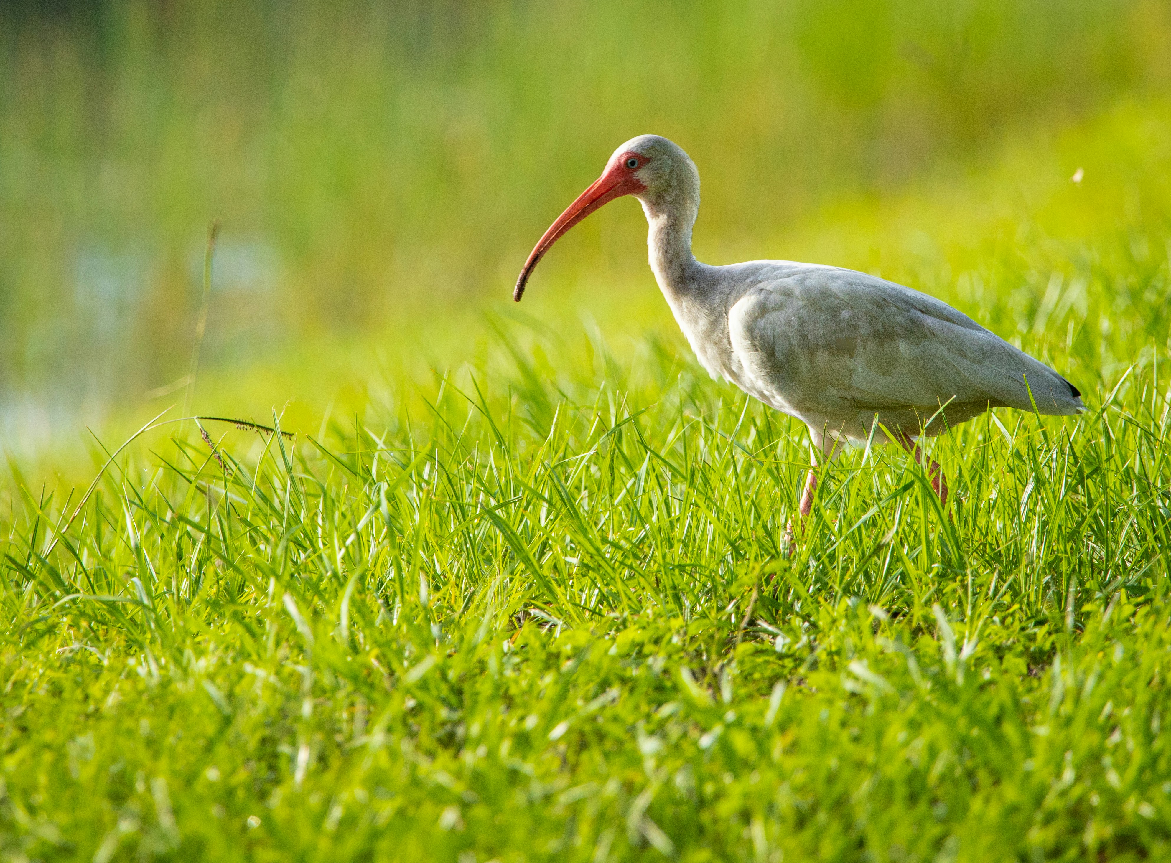 Ibis Bird Immagini | Scarica immagini gratuite su Unsplash