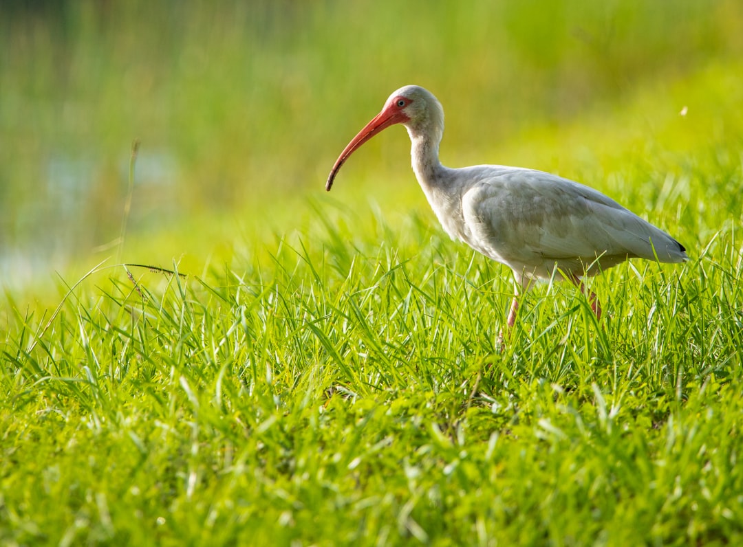 gray stork on green grass field during daytime