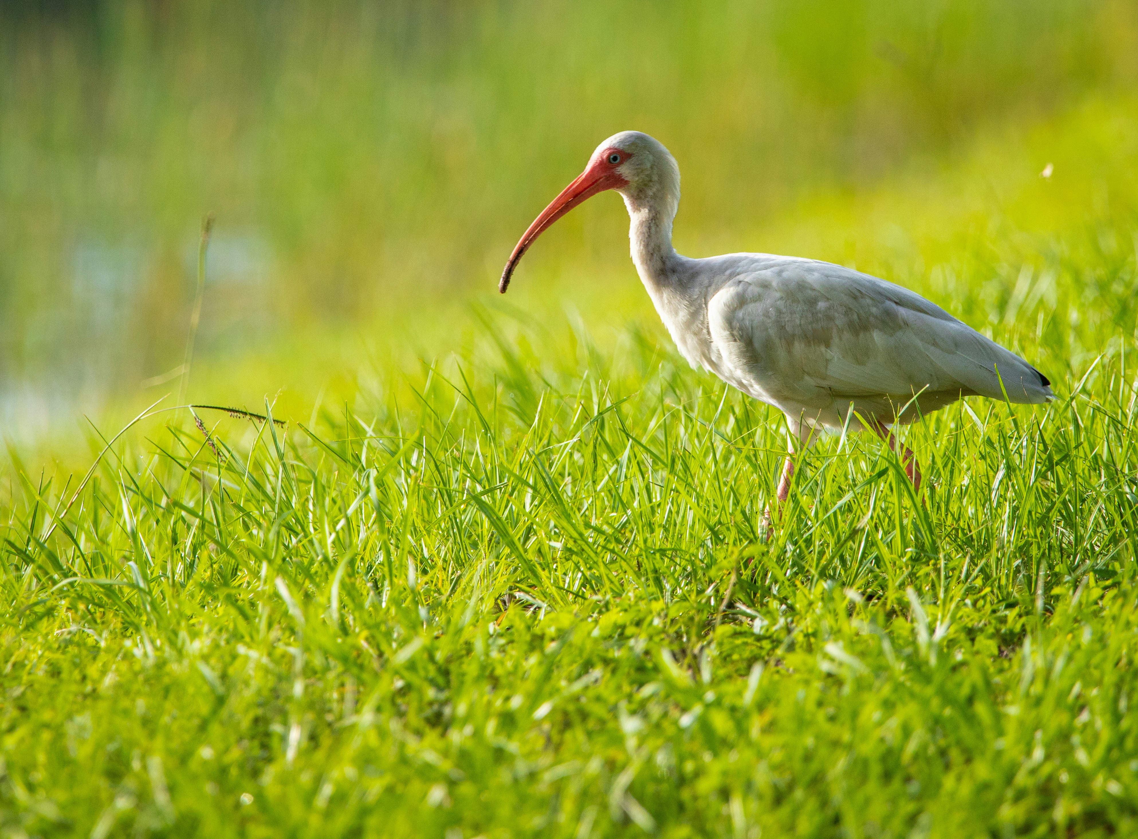 gray stork on green grass field during daytime